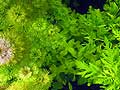 Bacopa
