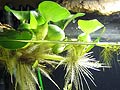 Nymphaea Lotus Rubra