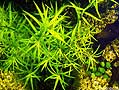 heteranthera zosterifolia