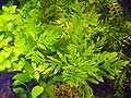 hygrophila difformis
