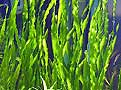 Vallisneria Tortifolia