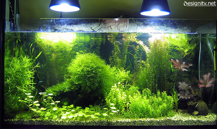 foto acquario 02-06