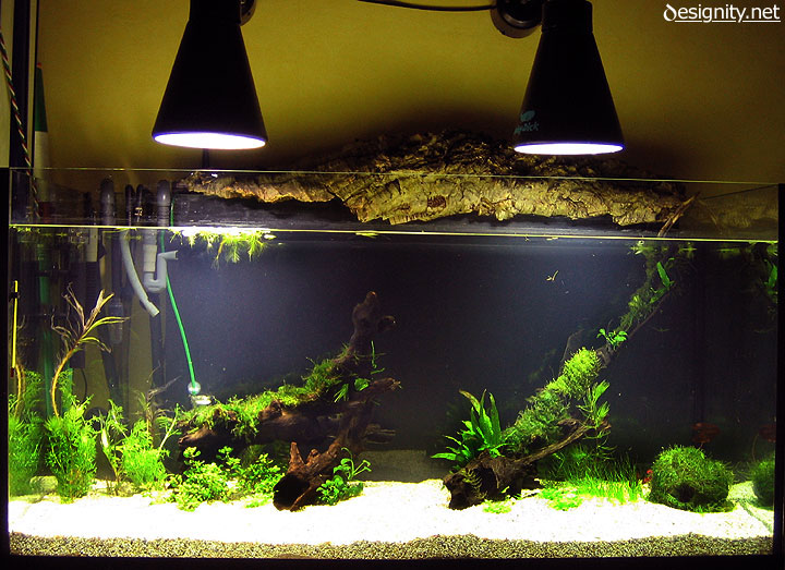 Freshwater aquarium photo 11-05