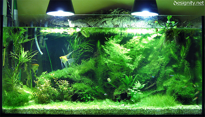 Freshwater aquarium photo 04-06