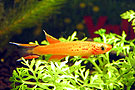 Aphyosemion Australe maschio