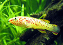aphyosemion gardneri