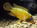 apistogramma nijsseni femmina
