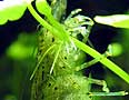 Caridina Japonica con uova