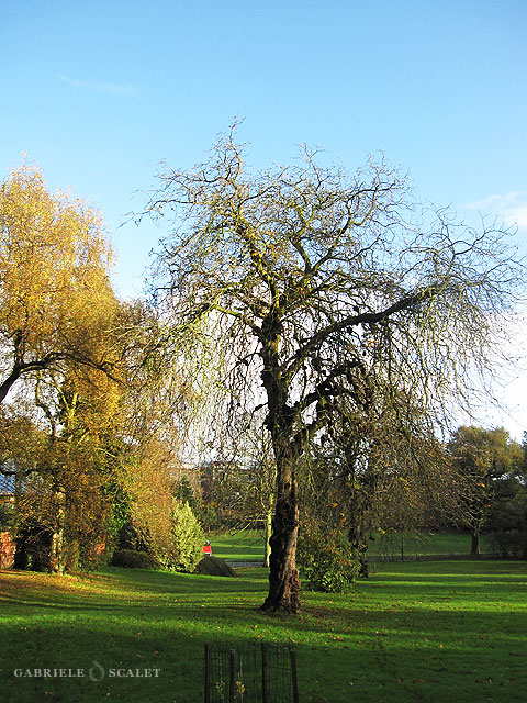 albero belfast