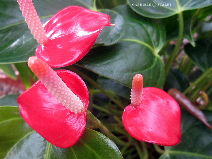 red anthurium
