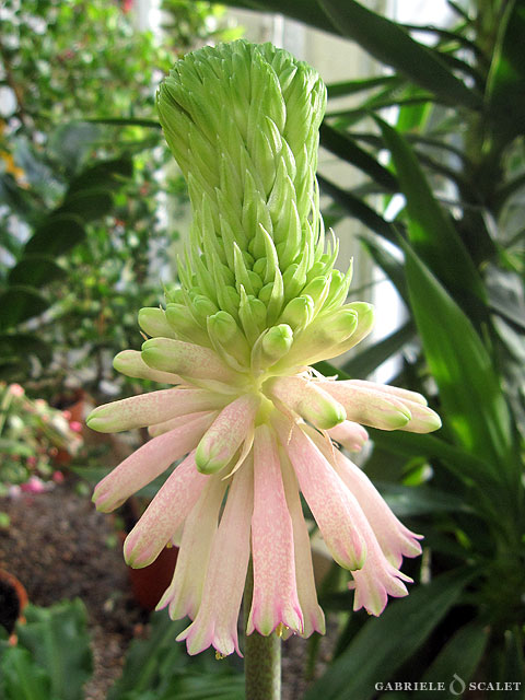 fiore grappolo