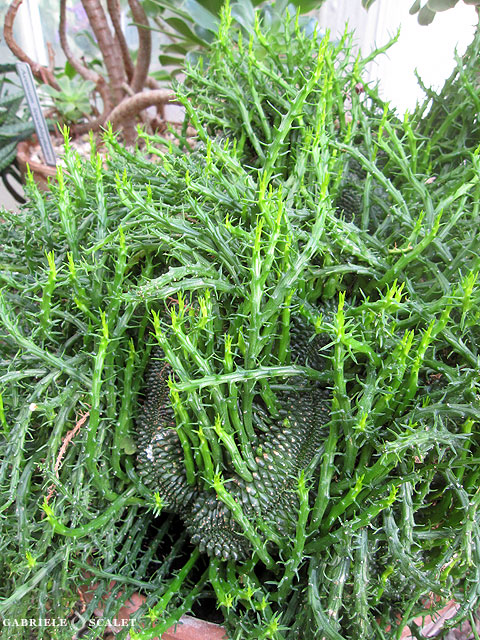 pianta grassa