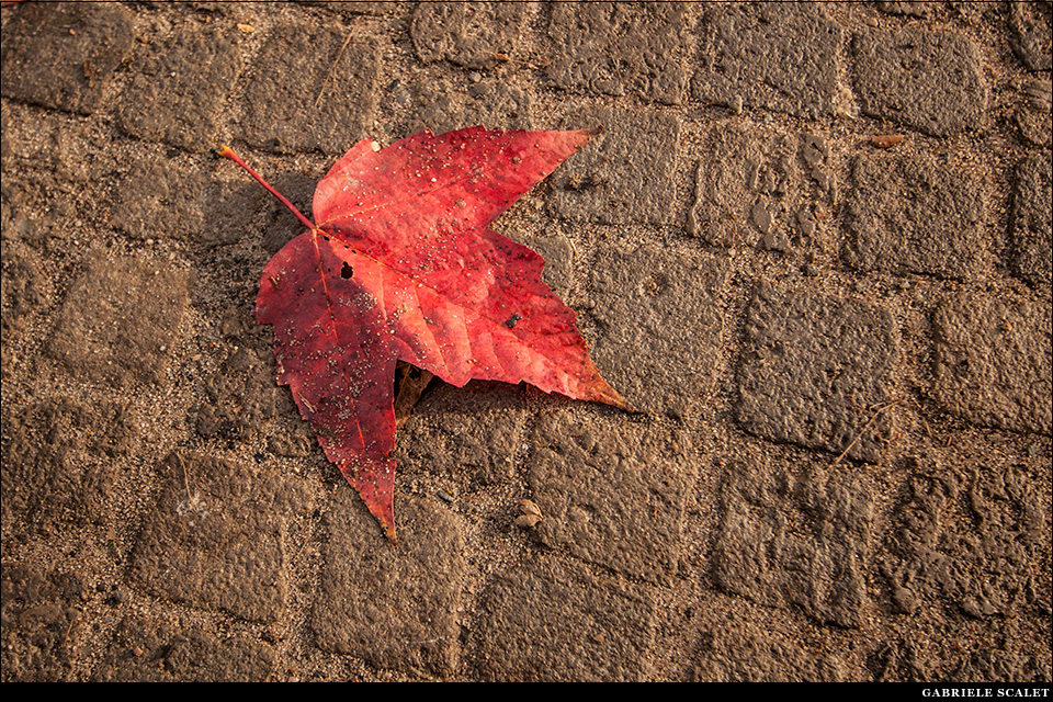Foglia rossa