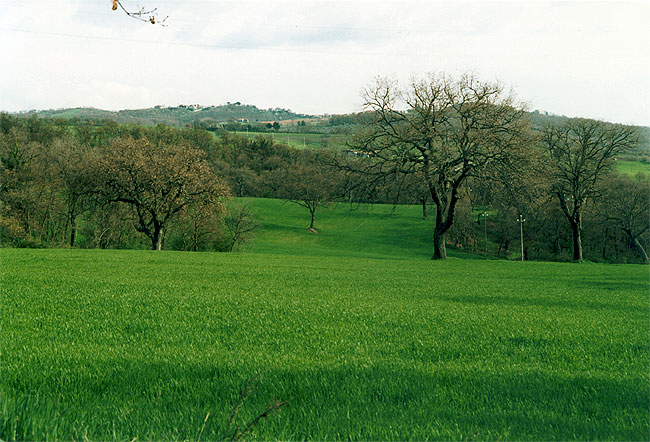 prato verde