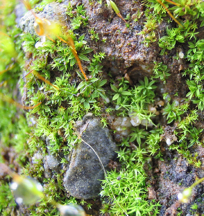 foto macro