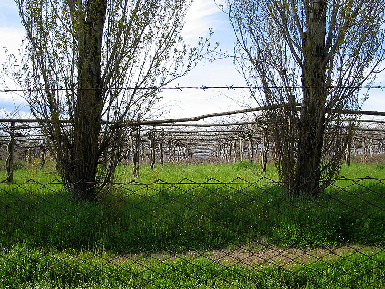vigne sul Bolsena