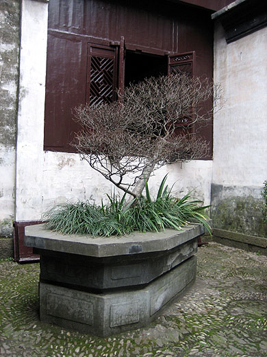 bonsai chinese