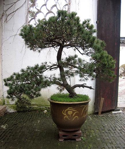 Bonsai
