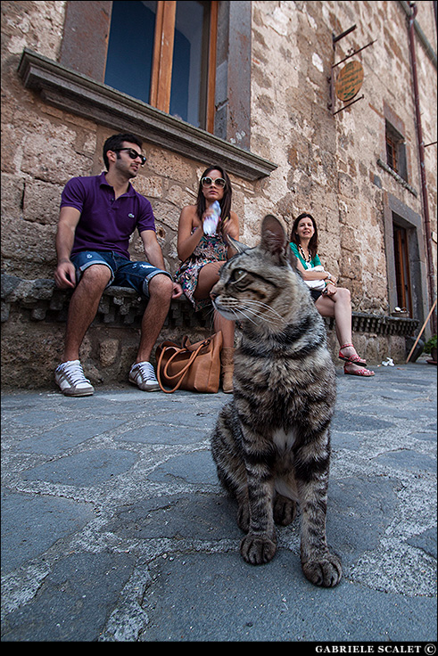 Gatto di Bagnoregio