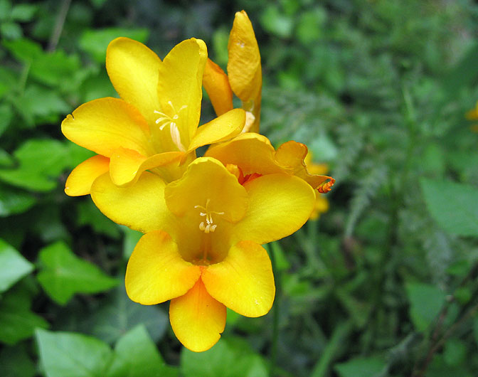 yellow