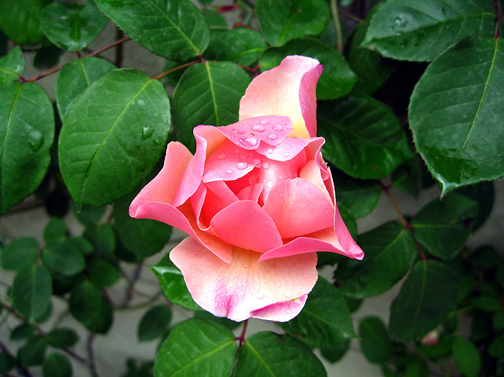 rose