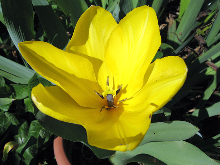 yellow