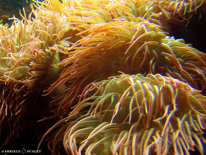 anemone arancione
