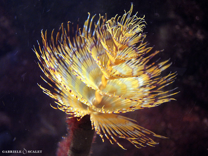 anemone spirale