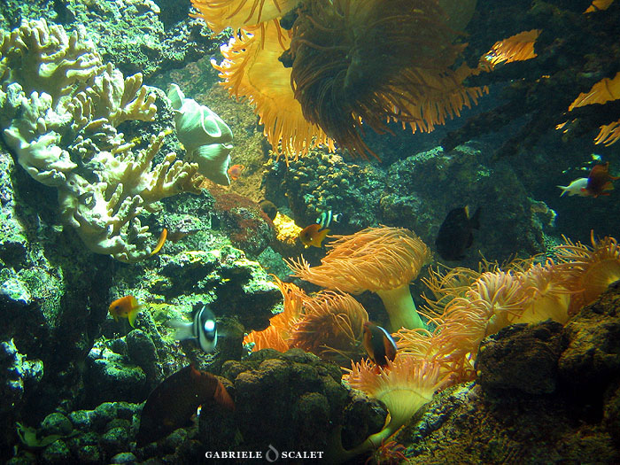 barriera corallina