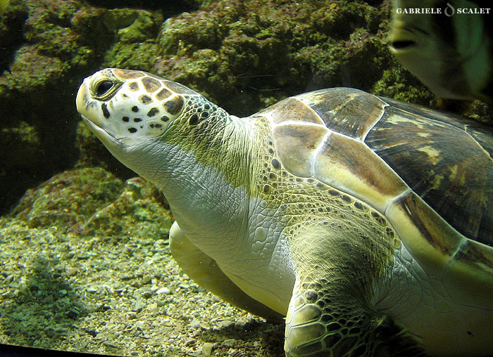 tartaruga chelonia mydas