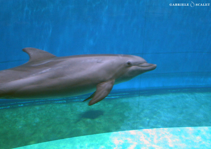 delfino marino