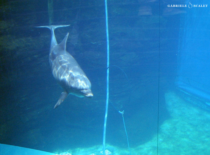 delfino