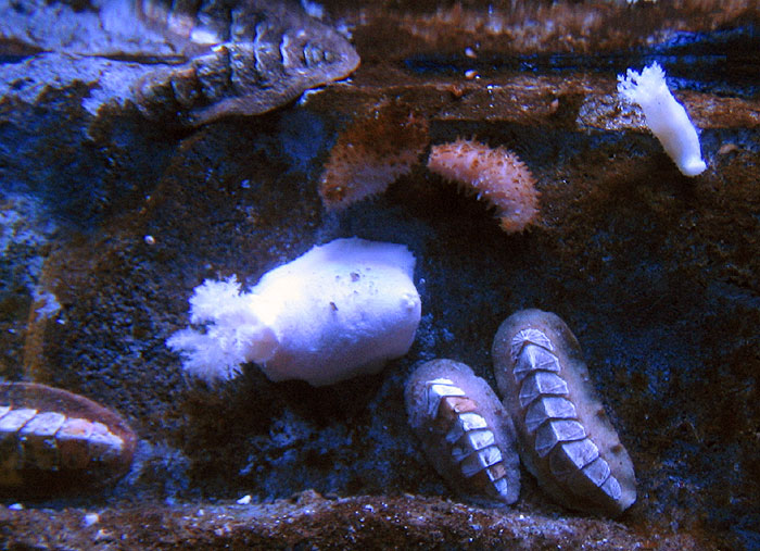 molluschi