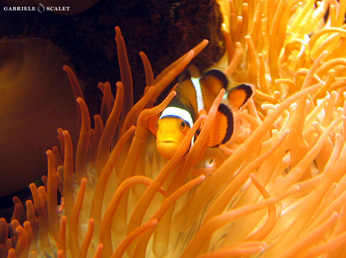 nemo fish