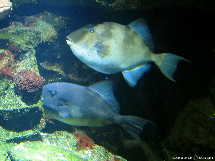 pesce balestra