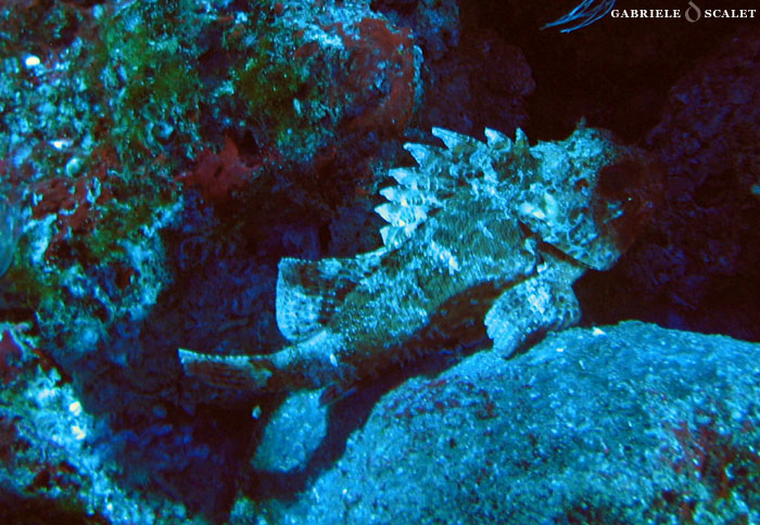 pesce pietra