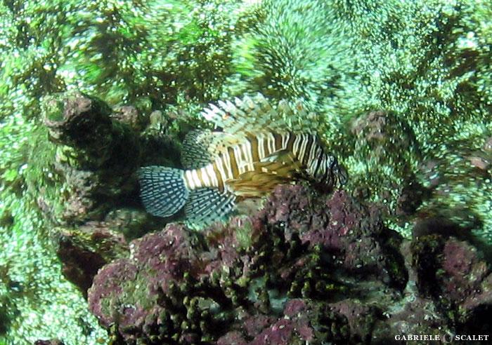 pesce scorpione