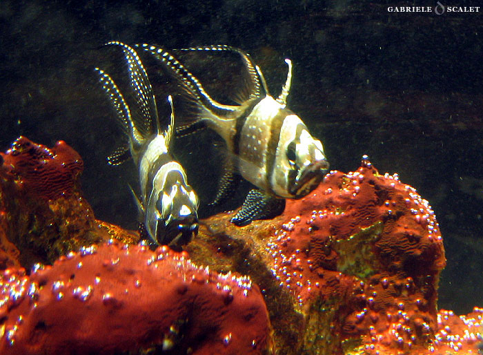 acquario di genova