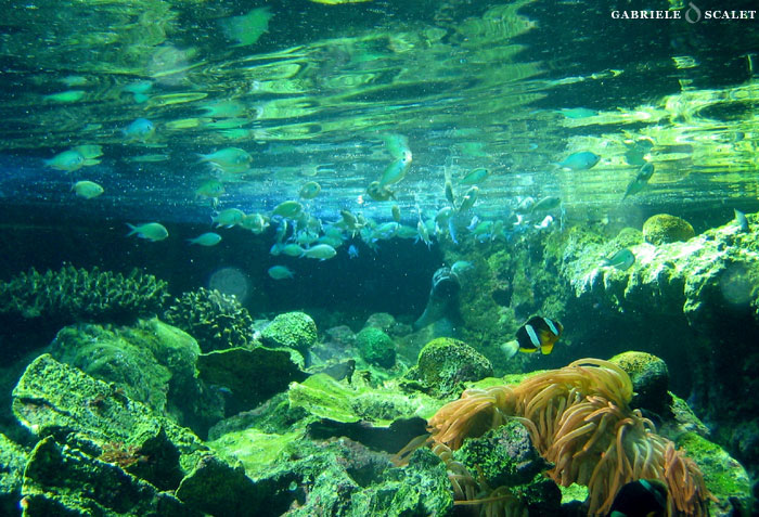 acquario di genova