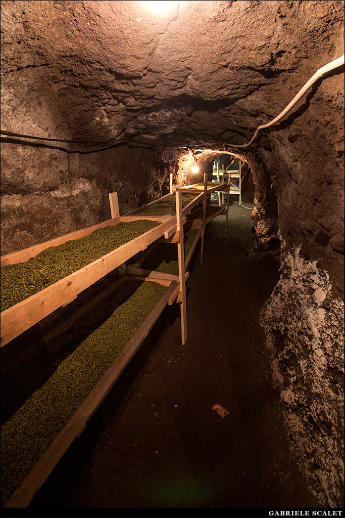 Grotte umide per i petali