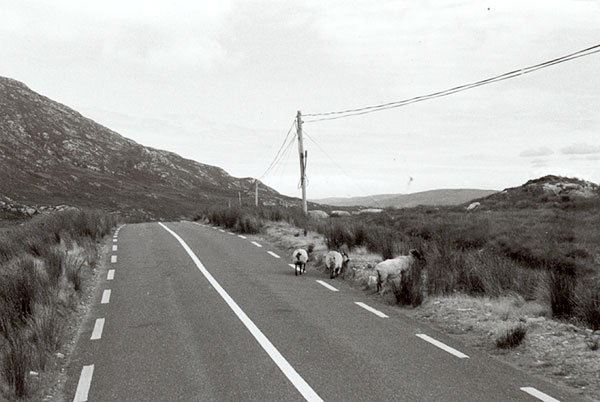 Connemara sheeps