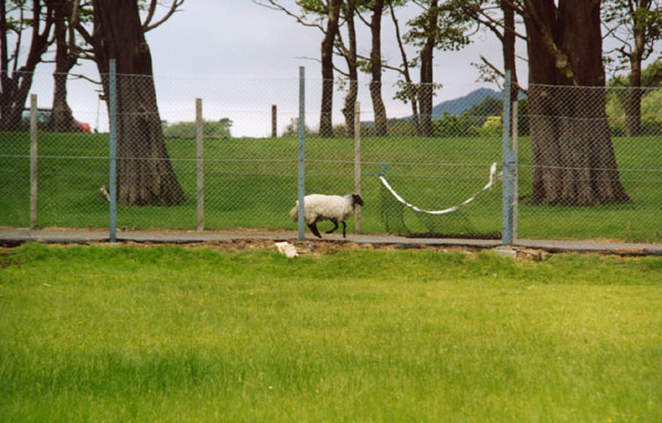 Running sheep