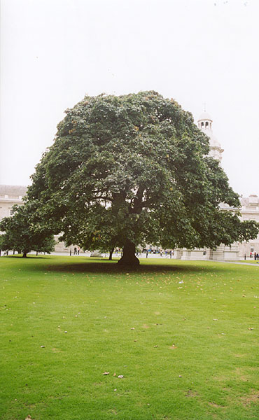 Oak inside Trinity College