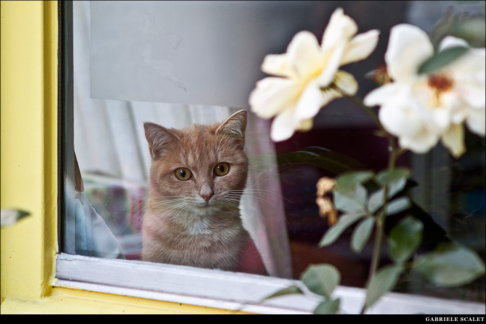 Gatto Terschelling