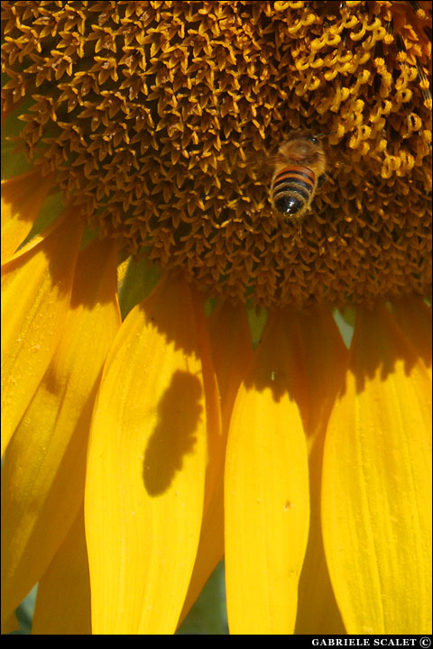 ombra Ape Girasole