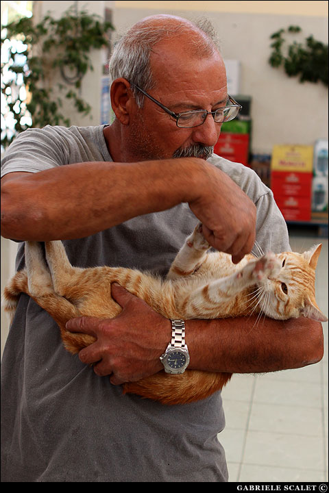 Gatto autoctono