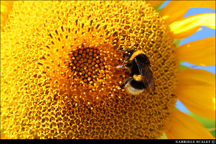 Girasole