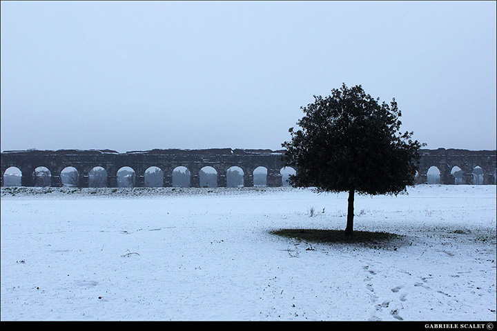 Parco Acquedotti Alberello solitario