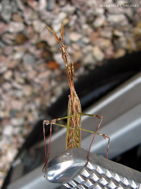 amantide religiosa