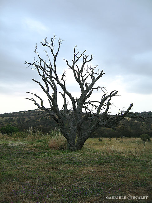albero sughero morto